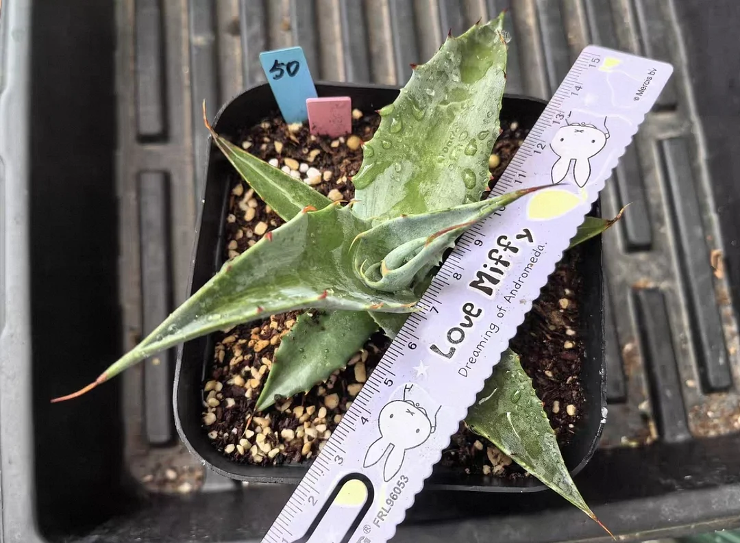 plant Aeonium Echeveria Haworthia  Caudex  Lithops Cactus  Agave 