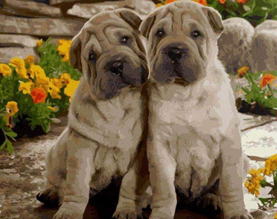 

Twins Dogs – Paint By Numbers - 40*50CM, 501 Original