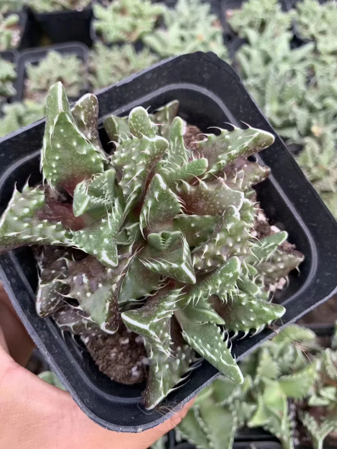 plant Aeonium Echeveria Haworthia  Caudex  Lithops Cactus  Agave 