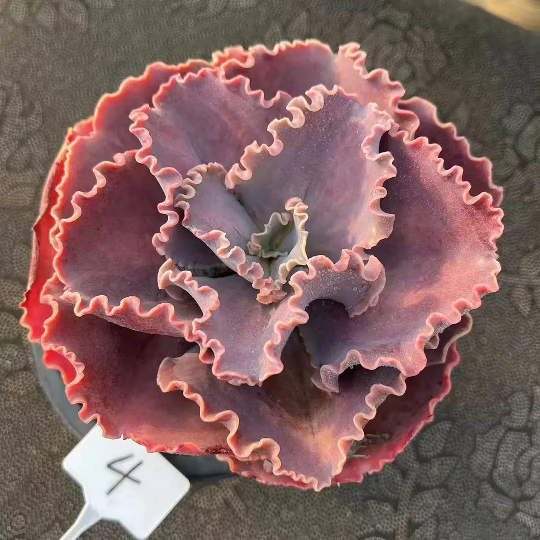 plant Aeonium Echeveria Haworthia  Caudex  Lithops Cactus  Agave 