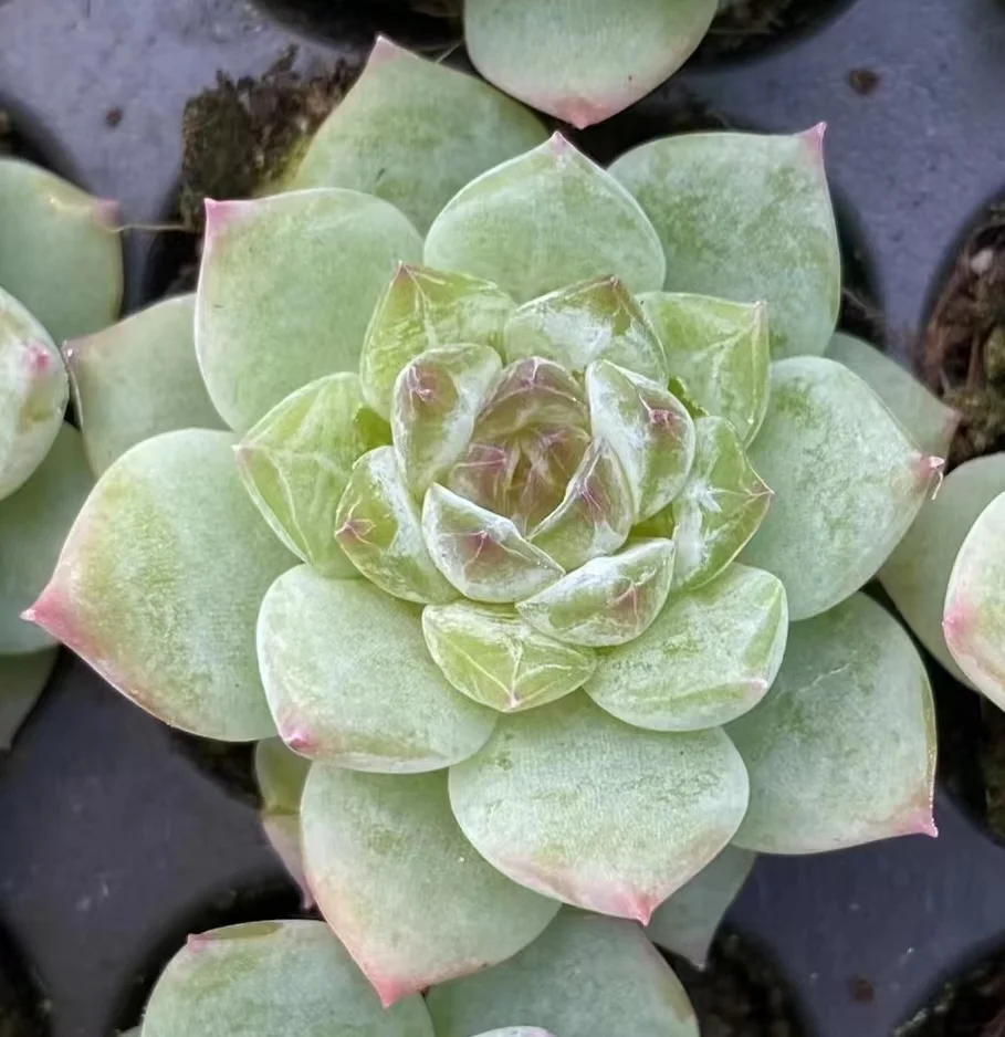 plant Aeonium Echeveria Haworthia  Caudex  Lithops Cactus  Agave 