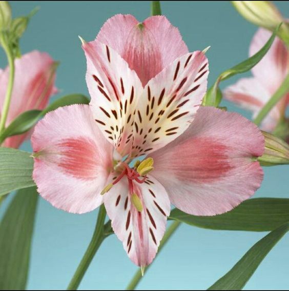 🦋Alstroemeria Pulchra
