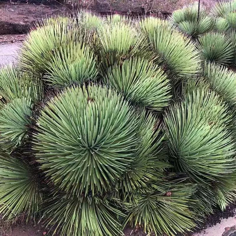 zwyw11.agave strictanana 14cm/Agave plants / Succulent plants / Garden landscape / Carefully select healthy plants