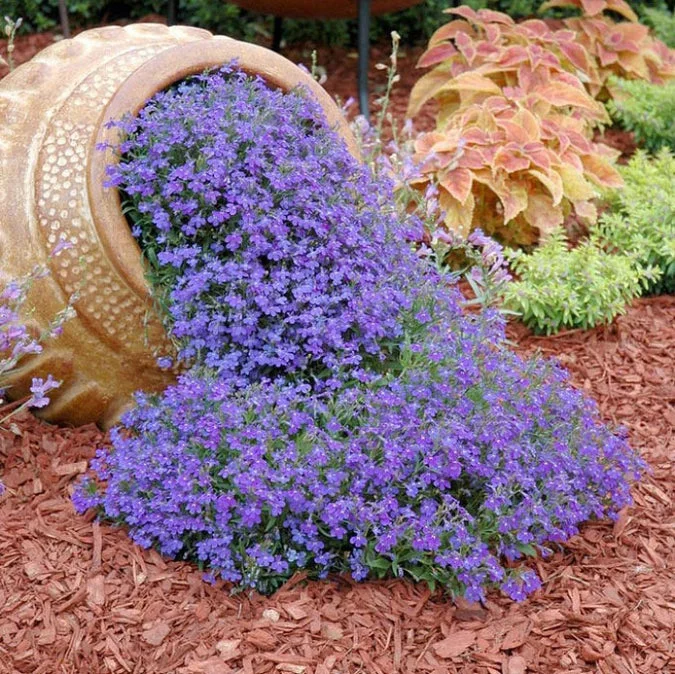 Lobelia Seeds - Blue Carpet