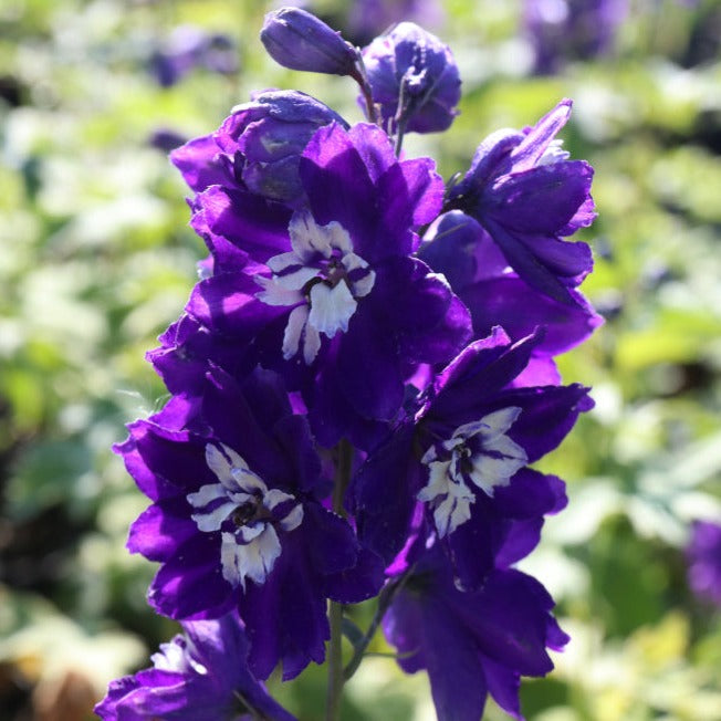 Delphinium King Arthur Flower | X 30 Seeds