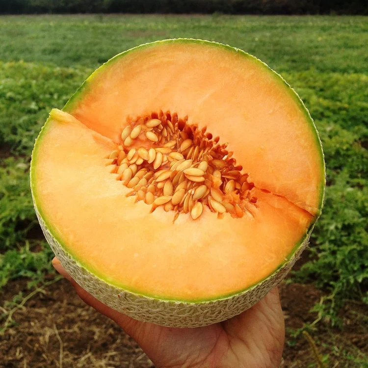 Melon Divergent F1 Organic
