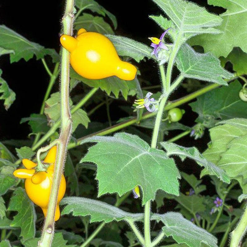 Rare Exotic Nipple Fruit Seed