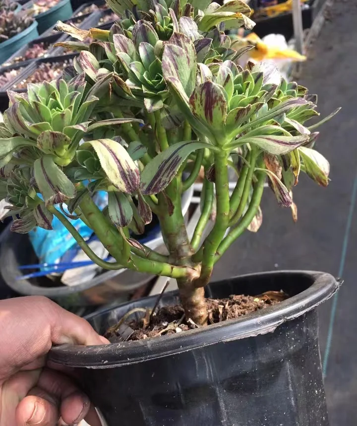 plant Aeonium Echeveria Haworthia  Caudex  Lithops Cactus  Agave 