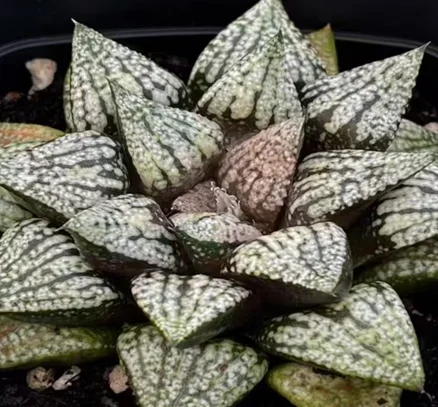 plant Aeonium Echeveria Haworthia  Caudex  Lithops Cactus  Agave 