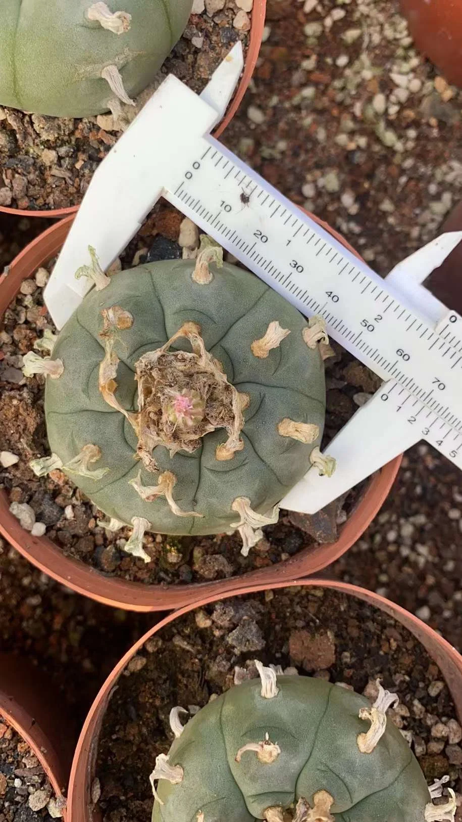 plant Aeonium Echeveria Haworthia  Caudex  Lithops Cactus  Agave 