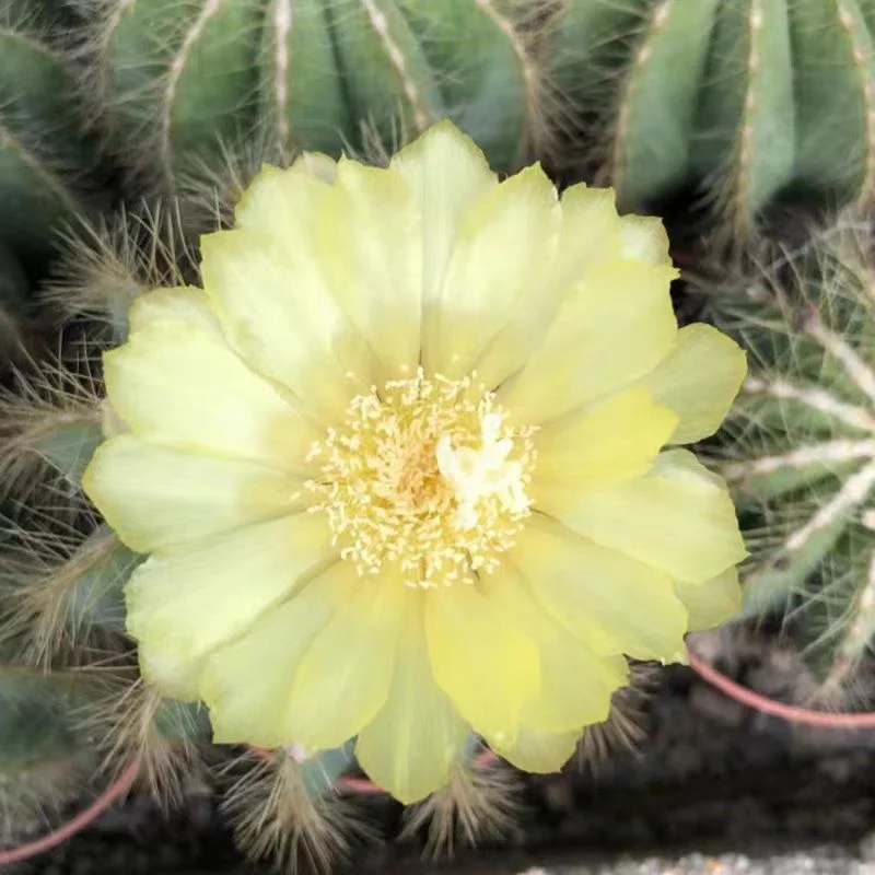 plant Aeonium Echeveria Haworthia  Caudex  Lithops Cactus  Agave 