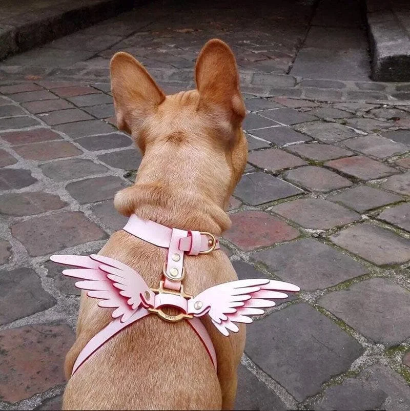 [Free Shipping] 6 Colors Angel Wings Pet Harness Choker SP14320