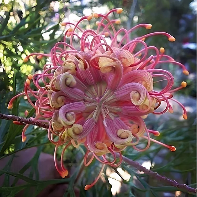 Grevillea banksii (Red Silky Oak) Seeds