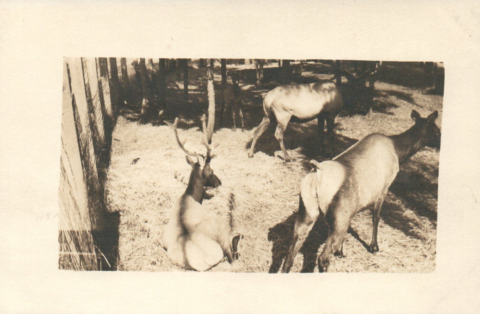 Vintage Deer Reindeer Caribou RPPC Real Photo Poster painting Postcard Unused