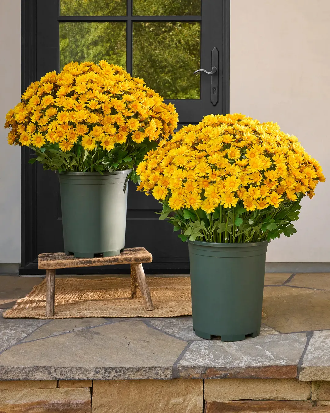 💥Last Day Each Only $2.59- Artificial Outdoor Sunset Mums Flowers - UV resistant. Waterproof. Windproof