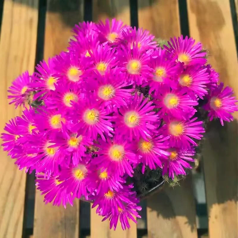 935.Trichodiadema densum Schwantes 5-6cm/Caudex/ Succulent plants / Garden landscape / Carefully select healthy plants