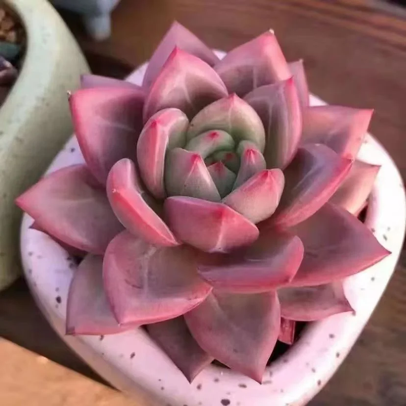 plant Aeonium Echeveria Haworthia  Caudex  Lithops Cactus  Agave 