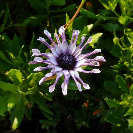 Blue Eye Chrysanthemum - White Peony ⏳Long-lasting Blooms