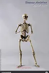 COOMODEL NOBS011 THE HUMAN SKELETON DIECAST ALLOY 1/6 Model