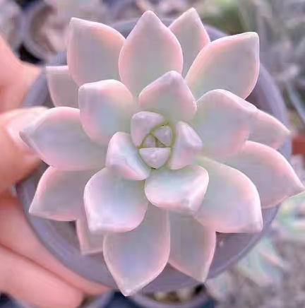 plant Aeonium Echeveria Haworthia  Caudex  Lithops Cactus  Agave 