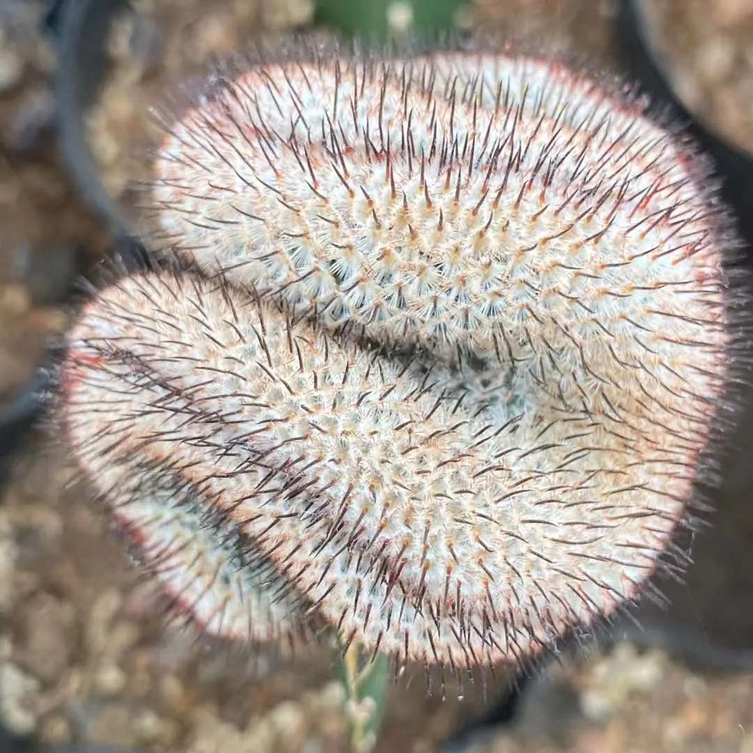 plant Aeonium Echeveria Haworthia  Caudex  Lithops Cactus  Agave 