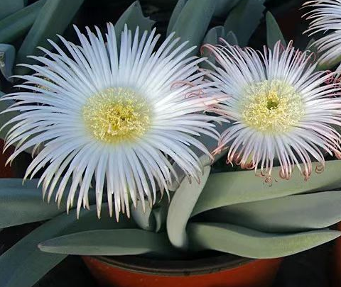 plant Aeonium Echeveria Haworthia  Caudex  Lithops Cactus  Agave 