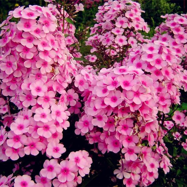 Home Garden Plants 100 Seeds Outdoor perennial PHLOX seeds,planting ...