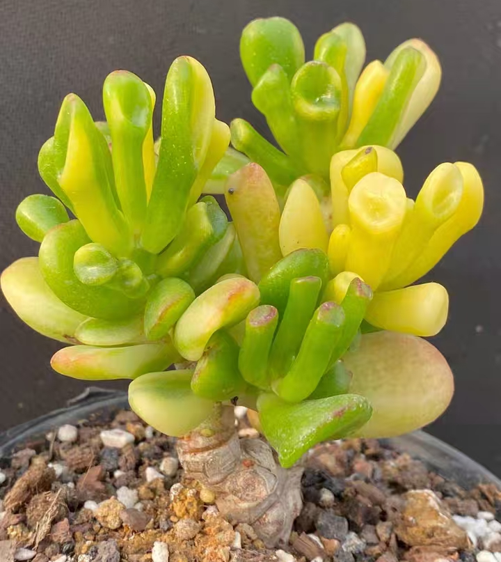 plant Aeonium Echeveria Haworthia  Caudex  Lithops Cactus  Agave 