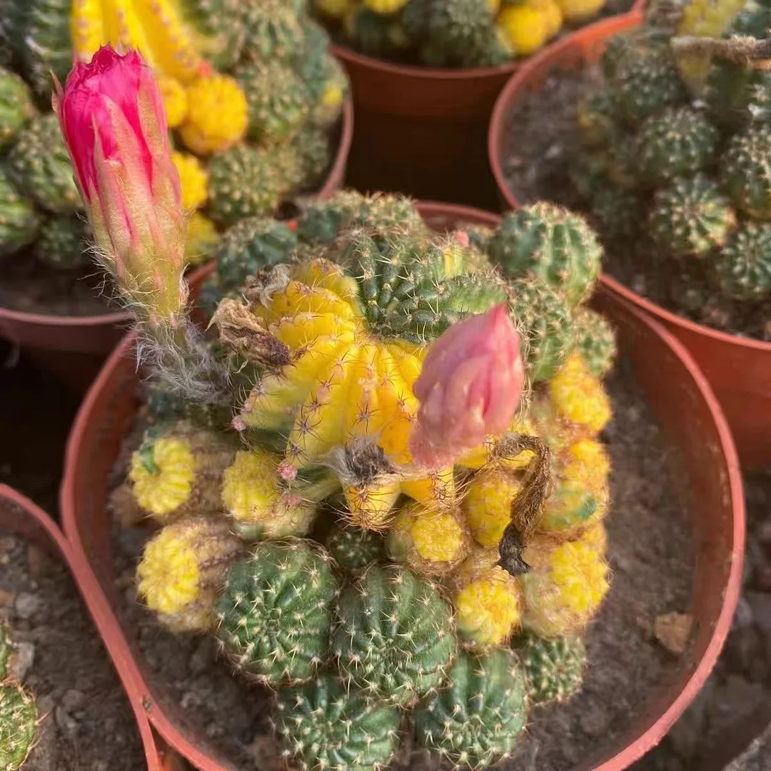 plant Aeonium Echeveria Haworthia  Caudex  Lithops Cactus  Agave 