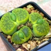 200 Pcs Rare Living Stones Mix Lithops bonsai Blooming Flower Succulent Cactus Organic Garden Bulk bonsai For Home Garden 