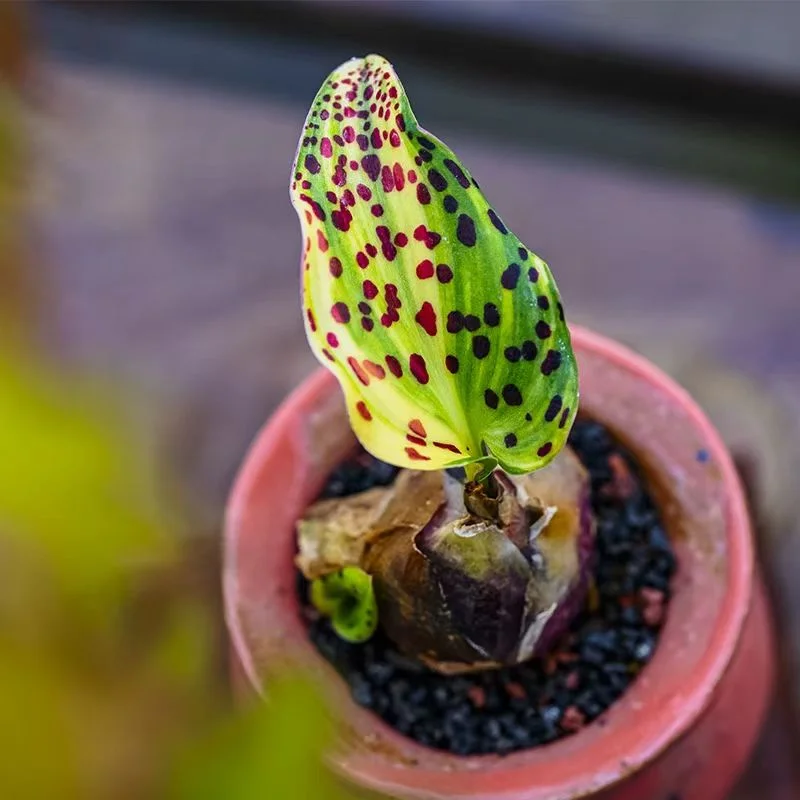 plant Aeonium Echeveria Haworthia  Caudex  Lithops Cactus  Agave 