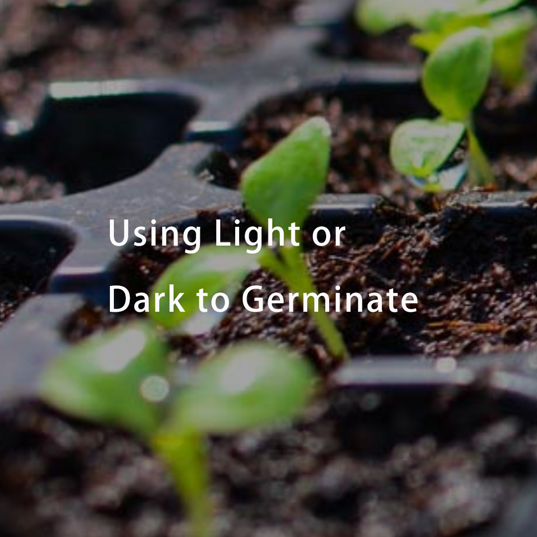 Using Light or Dark to Germinate