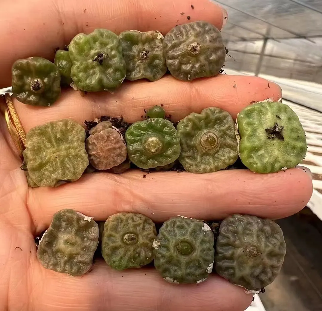 plant Aeonium Echeveria Haworthia  Caudex  Lithops Cactus  Agave 