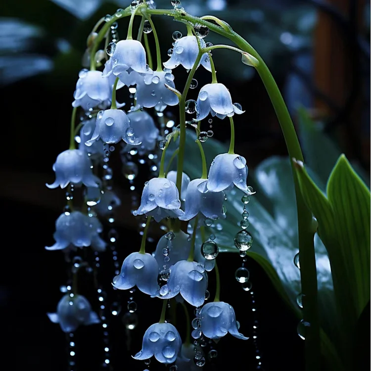 Blue lily of the valley-Symbol of gratitude and everlasting love