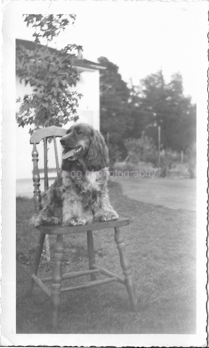 FAMILY DOG Vintage FOUND Photo Poster paintingGRAPH bwOriginal Snapshot 14 1 W