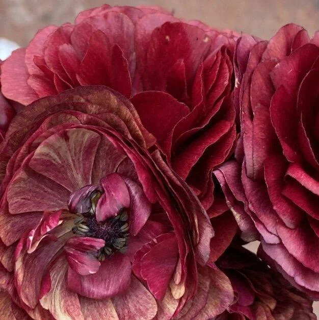 RANUNCULUS PICOTEE CAFE