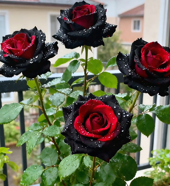 Black Buck Rose Seeds