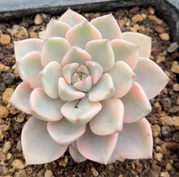 plant Aeonium Echeveria Haworthia  Caudex  Lithops Cactus  Agave 