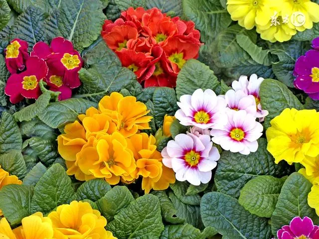 Primrose - Spring's First Bloom