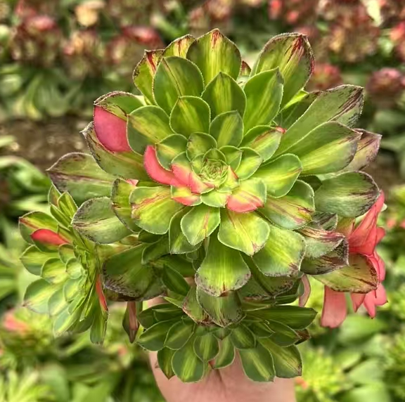 plant Aeonium Echeveria Haworthia  Caudex  Lithops Cactus  Agave 