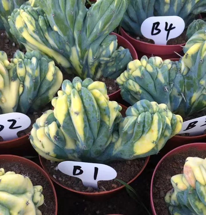 plant Aeonium Echeveria Haworthia  Caudex  Lithops Cactus  Agave 