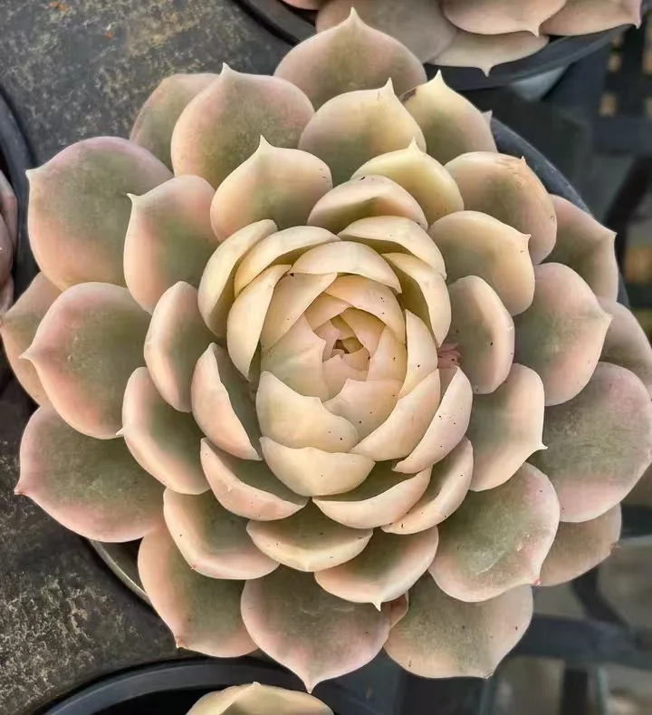 plant Aeonium Echeveria Haworthia  Caudex  Lithops Cactus  Agave 