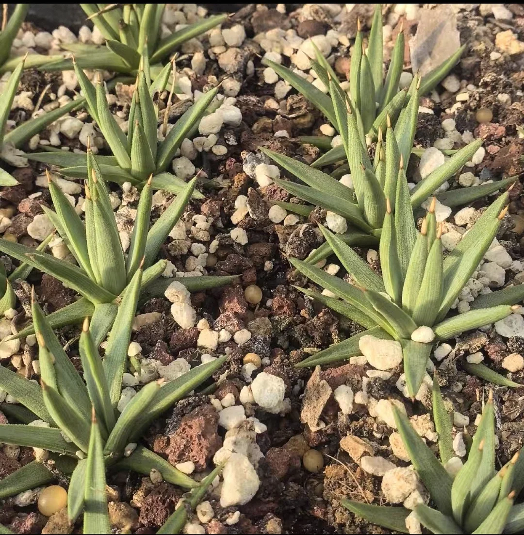 plant Aeonium Echeveria Haworthia  Caudex  Lithops Cactus  Agave 