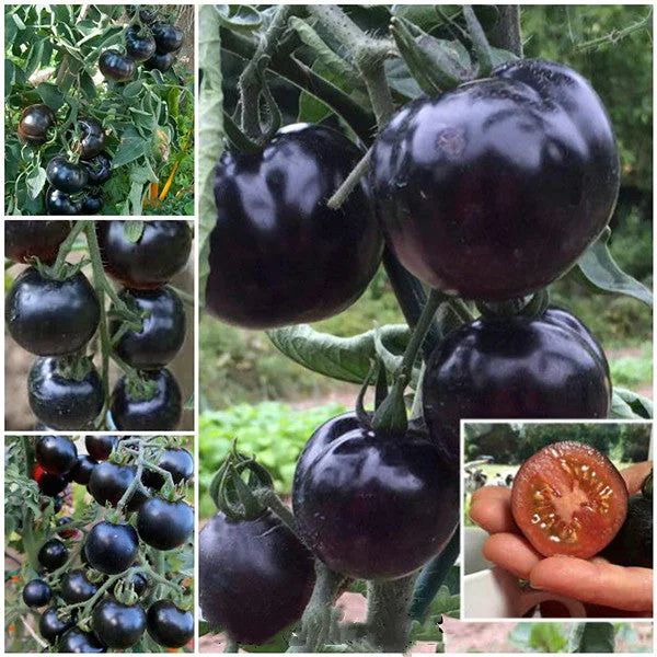 50/100 Organic Indigo Rose Tomato Seeds, Heirloom, Non-GMO, Solanum Lycopersicum