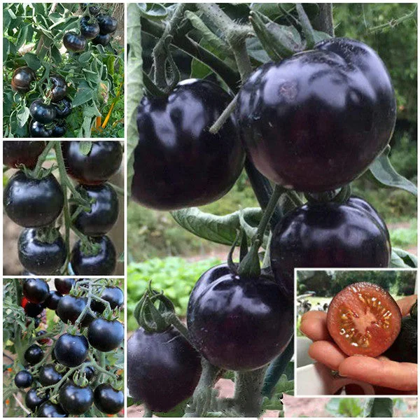 Rare Purple Blue Indigo Rose Tomato About 20 Seeds