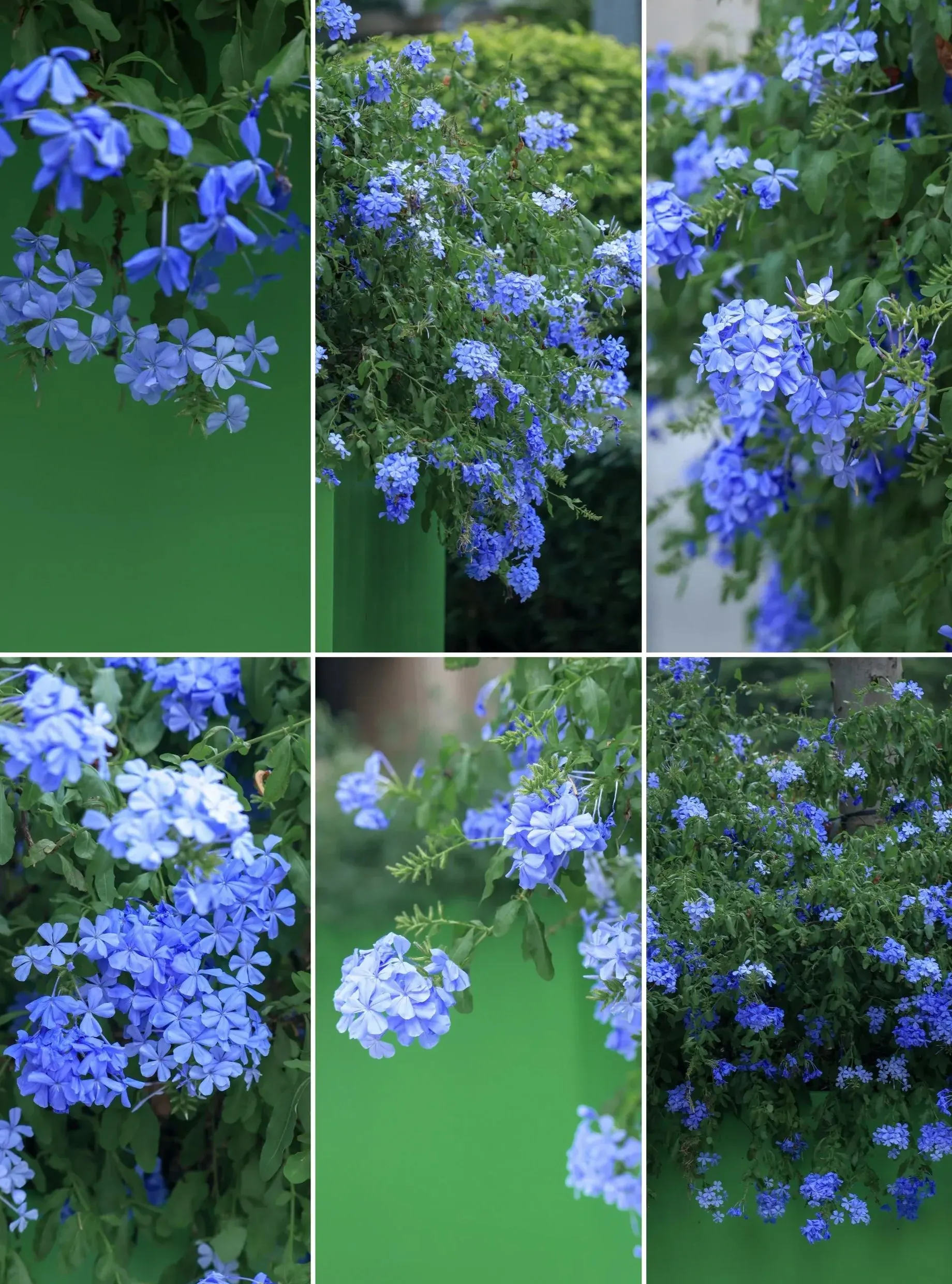 Blue Plumbago Flower Seeds - Blue Gem in the Garden