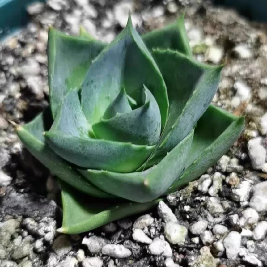 plant Aeonium Echeveria Haworthia  Caudex  Lithops Cactus  Agave 