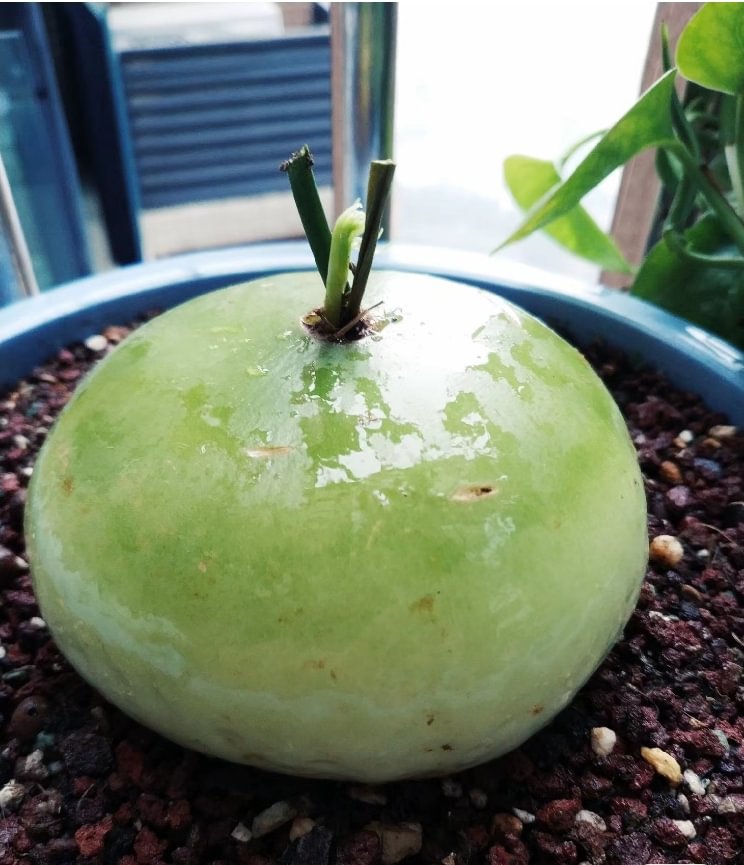 plant Aeonium Echeveria Haworthia  Caudex  Lithops Cactus  Agave 