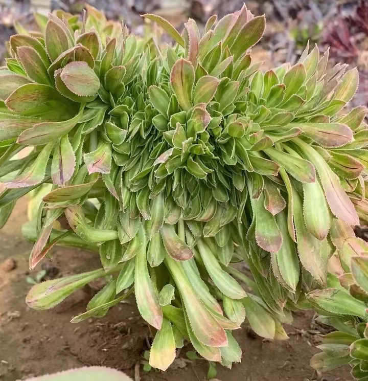 plant Aeonium Echeveria Haworthia  Caudex  Lithops Cactus  Agave 