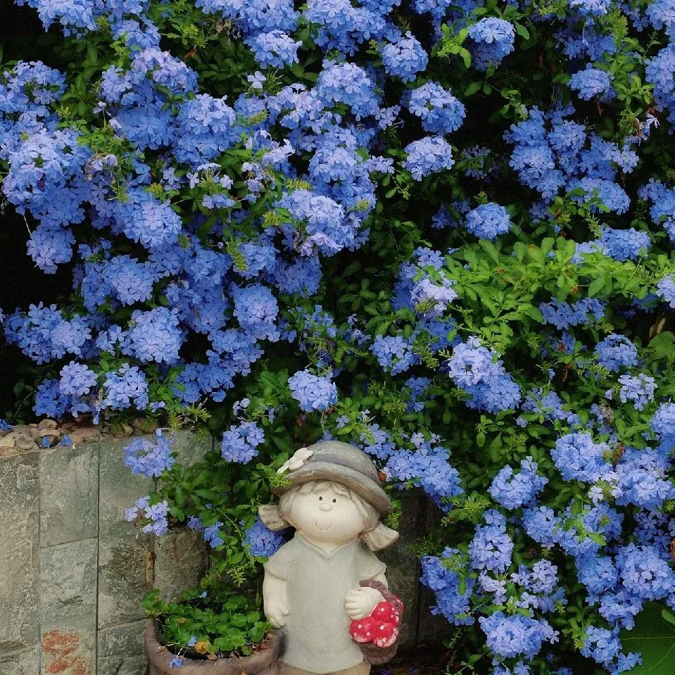 Blue Plumbago Flower Seeds - Blue Gem in the Garden